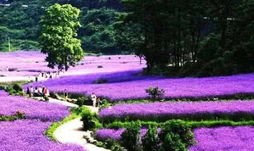 上海周边赏花胜地 上海周边赏花胜地 清明出游去哪儿？春季赏花十大胜地！