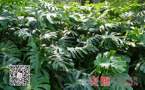 龟背竹的养殖方法 龟背竹养殖注意事项 怎样掌握龟背竹的养殖方法和注意事项