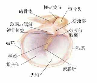 鼓膜穿孔怎么治疗 鼓膜穿孔怎么治疗 耳鼓膜穿孔的治疗