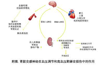 如何不用药物减肥 非药物治高血压的方法