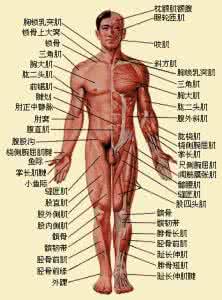 肌肉骨骼系统运动学 运动系统 ——肌学