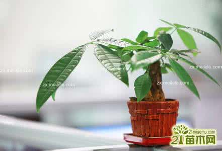 盆栽植物名称图片大全 小盆栽 小盆栽植物图片及名称大全