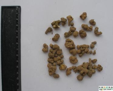 夏天无的功效与作用 夏天无 有关夏天无是什么的思考