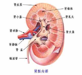 慢性阻塞性肺疾病图解 【疾病图解】一张图介绍《慢性肾脏疾病-肾功能持续性衰退》