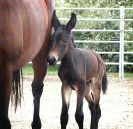 大黑骡子 梦见黑骡子 梦见骡子