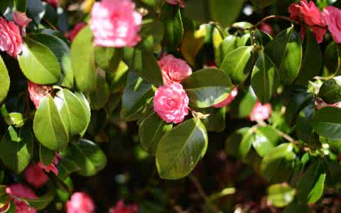 山茶花壁纸 鲜花壁纸 山茶赋