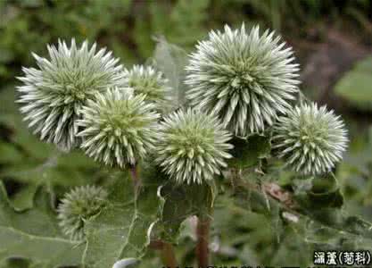 菊科花程式 漏芦 漏芦(狼头花)【菊科】