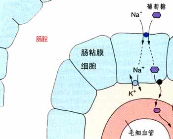 小肠适于吸收的特点 六、凌晨7-9点,小肠大量吸收营养的时段,应吃早餐。疗病者最好早吃,在6点半前,养生者在7点半前,不吃早餐者应改变习惯,即使拖到9、10点吃都比不吃好