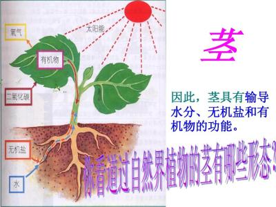 植物体内的物质运输 植物体内物质运输