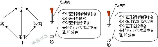 尿淀粉酶多高为胰腺炎 淀粉酶 为探究NaCl和CuSO4对唾液淀粉酶活性的影响，某同学进行了实验，实验步骤和结果见表。请回答：(1