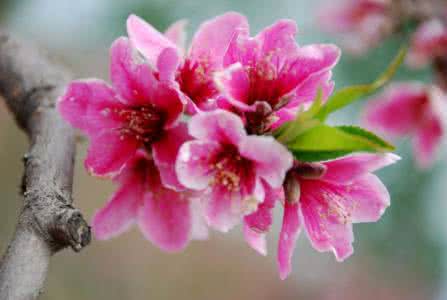 药酒大全绝密配方 药酒大全 血管瘤擦剂的配方