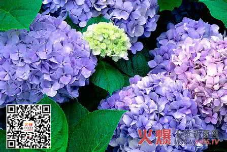 绣球花水养注意事项 绣球花水养注意事项 绣球花怎么养 绣球花养殖注意事项