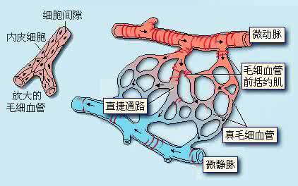 血液微循环不好的症状 血液微循环