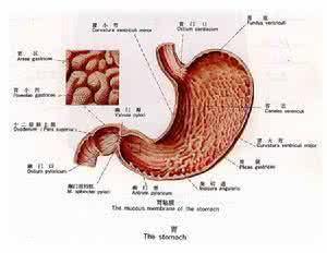 胃黏膜脱垂怎么治疗 胃黏膜脱垂怎么治疗 什么是胃黏膜脱垂的症状