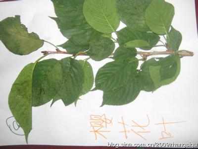 各种各样的叶子 钩针：各种各样的叶子—4（叶子） 