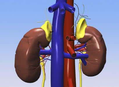 如何增强肾功能 六步帮你增强肾功能