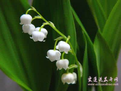 四叶铃兰的所有小说 铃兰的栽培技术