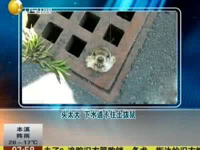 下水道掉了硬物怎么办 下水道硬物卡住怎么办？