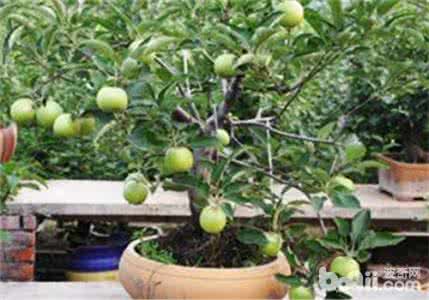 冬枣发白技术要点 冬枣盆栽技术要点