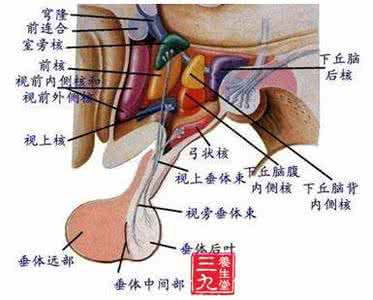 垂体催乳素腺瘤2毫米 垂体催乳素腺瘤