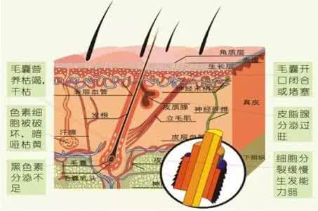 用盐洗头把毛囊杀死了 怎么把毛囊杀死啊？