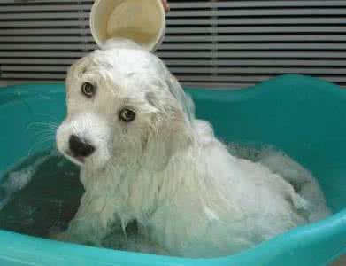 大白熊犬怎么没人养 怎么给大白熊洗澡