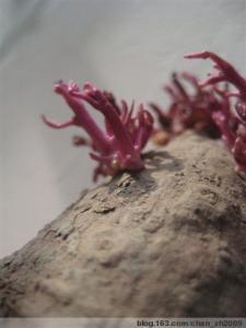 紫薯发芽了还能吃吗 紫薯发芽了还能吃吗 发芽的紫薯还能吃吗
