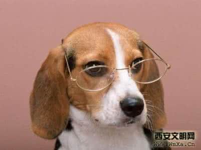 比格猎犬 比格猎犬 比格猎犬日常饲养需注意的问题