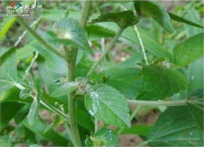 铁苋菜 铁苋菜 铁苋菜种子价格怎样