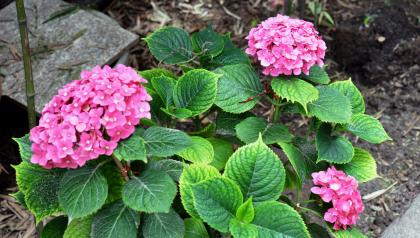 秋海棠的花语 秋海棠花语 秋海棠花语是什么