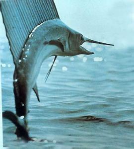 剑鱼的介绍 箭鱼的介绍