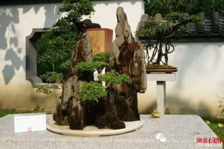 山石盆景如何养护 山石盆景如何养苔