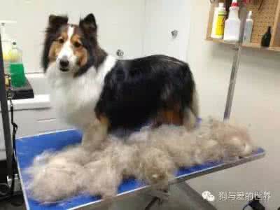 养狗的女朋友不能要 春天到了,养狗的宠友家里却在下雪!