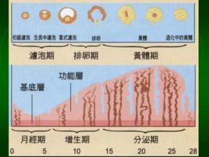 如何推算月经周期 四大方法！推算你的排卵周期