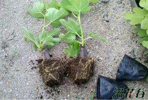 无花果的繁殖方法图解 无花果的繁殖方式