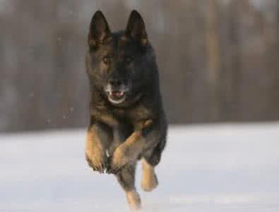 梦见被狼狗追 梦见被狼狗追 梦见被狗追_梦见被狼狗追