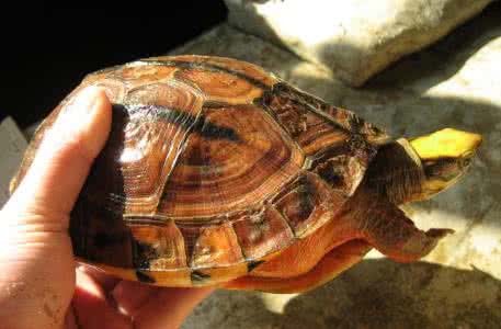 金钱龟怎么养放多少水 金钱龟怎么养