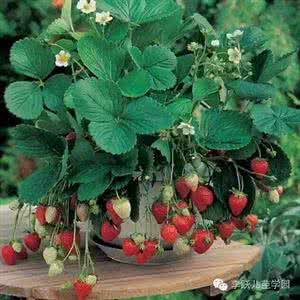 阳台种植 种植区 | 在阳台，和孩子一起种片果园吧~