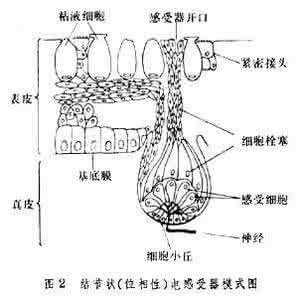 感受器电位 电感受器