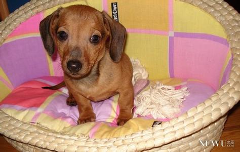 什么是犬窝咳 犬窝咳 什么是犬窝咳