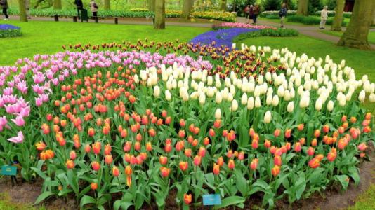 荷兰郁金香花节 荷兰郁金香花节的由来