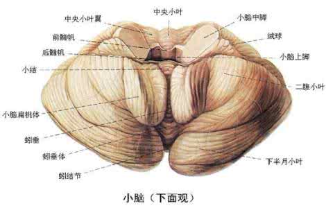 脊髓空洞症治疗方法 脊髓小脑变性症 它的治疗方法是什么