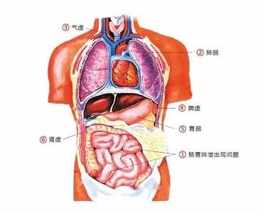 脾胃虚寒肾阴虚肝火旺 图文：肺、胃、肝火旺、肾虚怎么办？