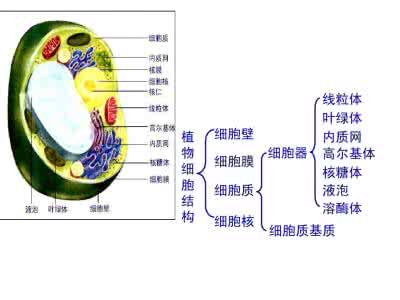 细胞质基质中有dna吗 细胞质基质