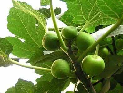 盆栽无花果种植技术 无花果的盆栽技术