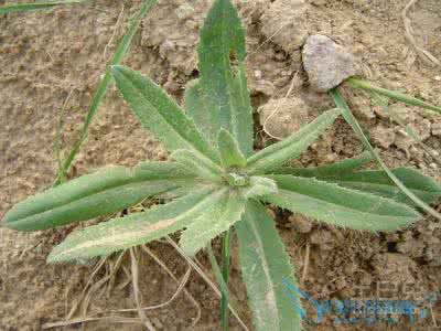 小蓟的功效与作用图片 小蓟 小蓟图片_小蓟的功效与作用