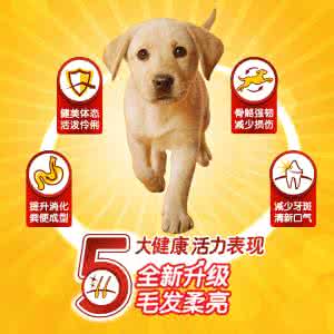 泰迪狗狗吃什么狗粮好 泰迪吃宝路狗粮好吗 宝路狗粮怎么样 宝路狗粮狗狗吃好吗