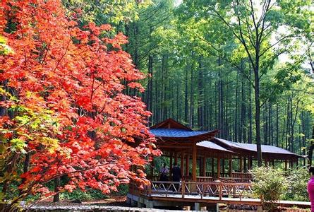 前门情思大碗茶 莺啼序 枫叶情思