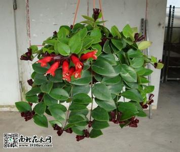 口红花有毒吗 口红花有毒吗?口红花的养殖方法