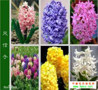 风信子有毒吗 【风信子有毒吗】风信子有毒吗_风信子有毒吗